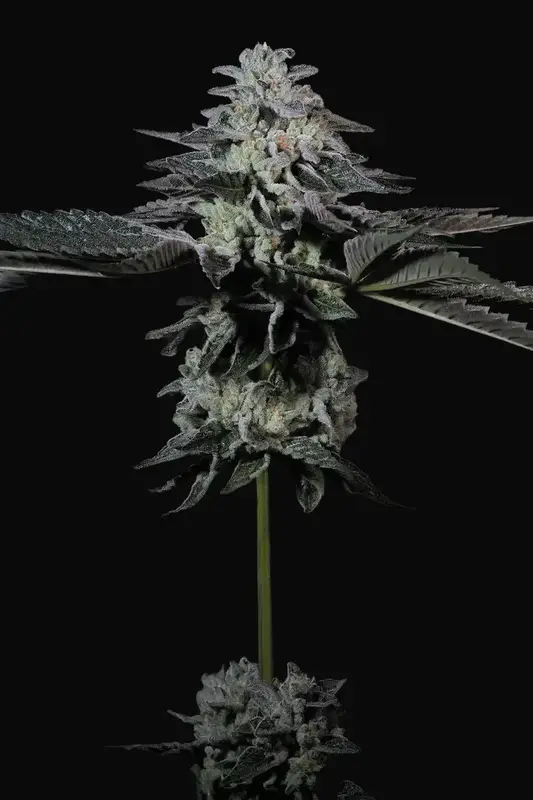 Tropicana Crush