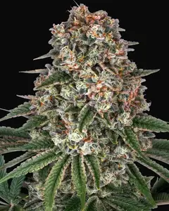 Tropicanna Banana