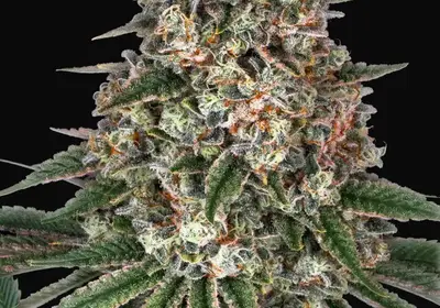 Tropicanna Banana
