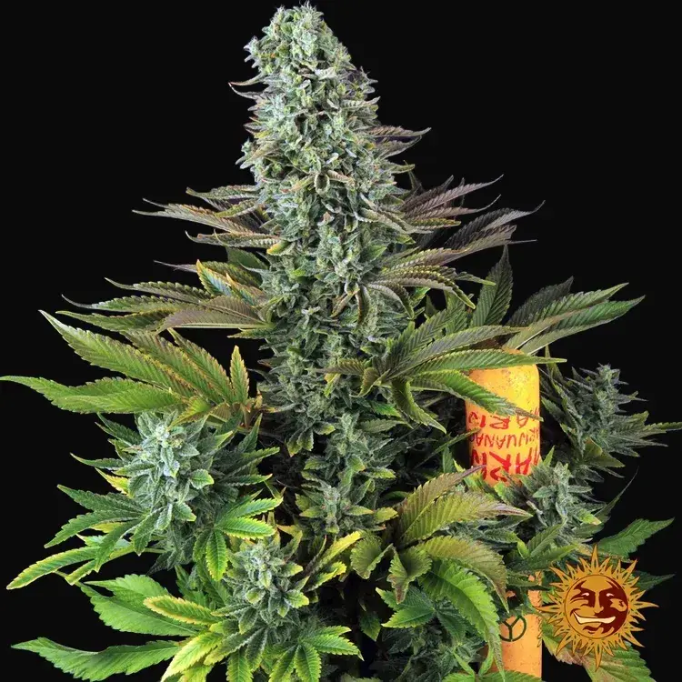 Tropicanna Banana — zdjęcie 3