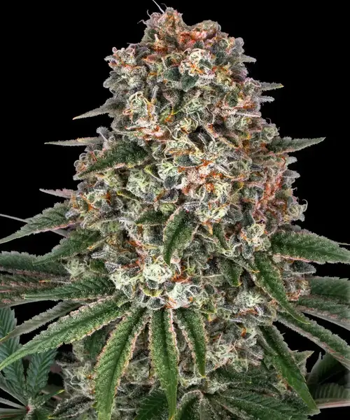 Tropicanna Banana