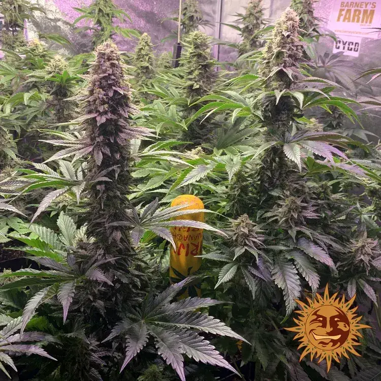 Tropicanna Banana — zdjęcie 2