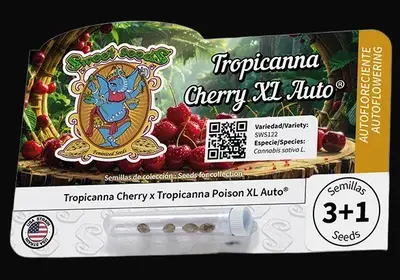 Tropicanna Cherry XL Auto