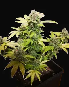 Tropicanna Glue