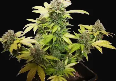 Tropicanna Glue
