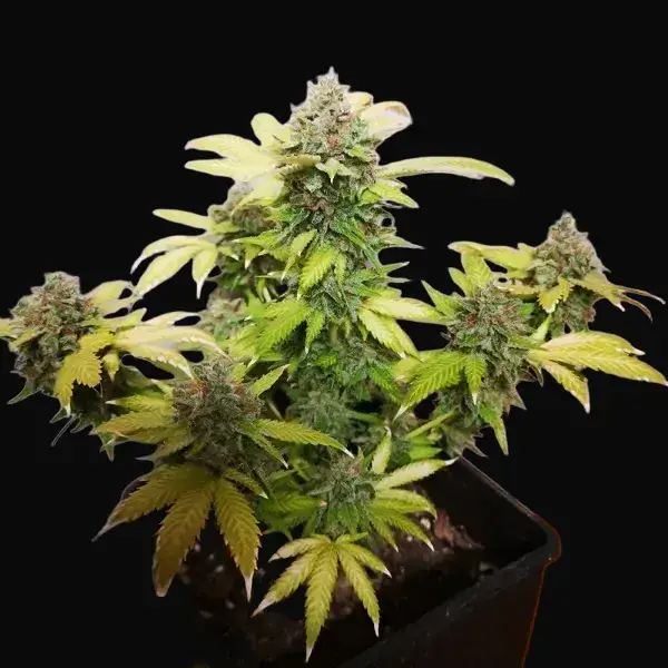 Tropicanna Glue