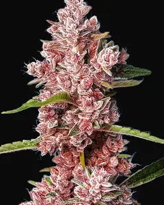 Tropicanna Poison F1 Fast Version