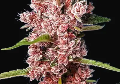Tropicanna Poison F1 Fast Version