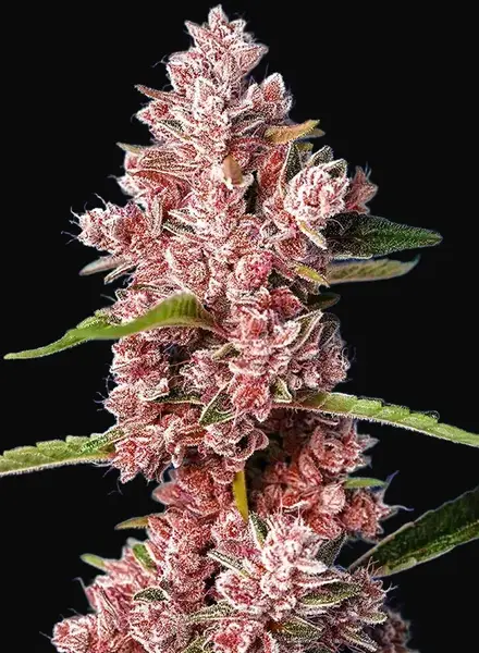 Tropicanna Poison F1 Fast Version