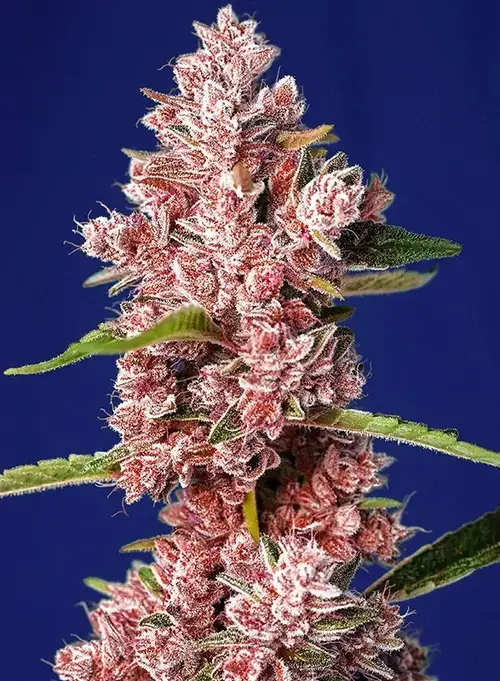 Tropicanna Poison F1 Fast Version