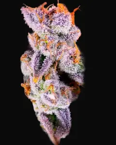 Tropicanna Poison XL Auto