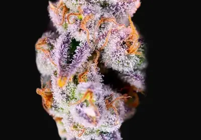 Tropicanna Poison XL Auto