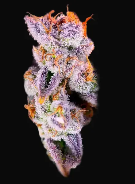 Tropicanna Poison XL Auto