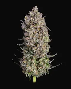 Truffle Bomb