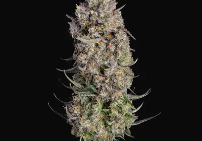 Truffle Bomb