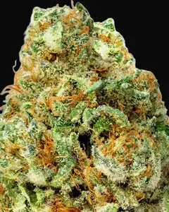 Turbo Bud Auto
