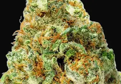 Turbo Bud Auto