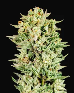Turtle Taffy Auto