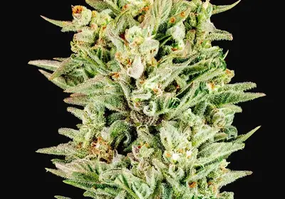 Turtle Taffy Auto