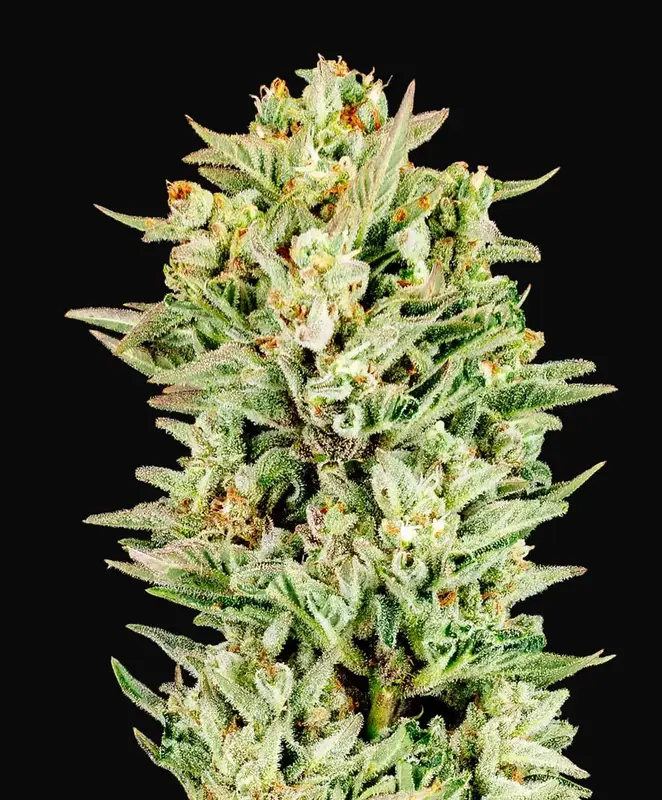 Turtle Taffy Auto