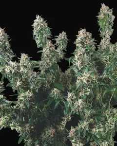 Tutankhamon x Cookies USA