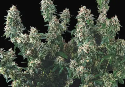 Tutankhamon x Cookies USA