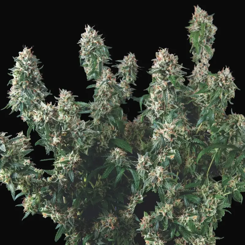 Tutankhamon x Cookies USA