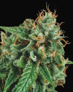 Tutankhamon x Gorila Glue