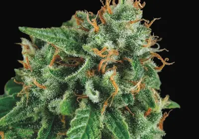 Tutankhamon x Gorila Glue