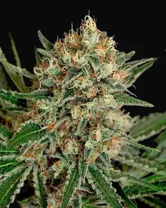 Txerri Bilbo Haze