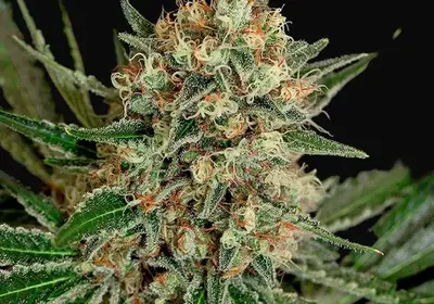 Txerri Bilbo Haze
