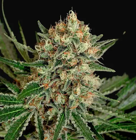 Txerri Bilbo Haze