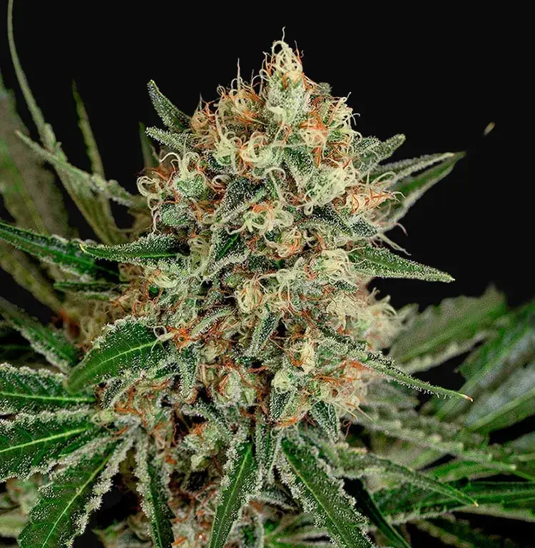 Txerri Bilbo Haze
