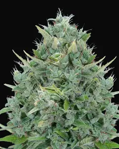 Txomango Auto