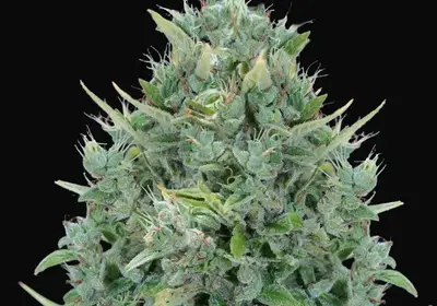 Txomango Auto