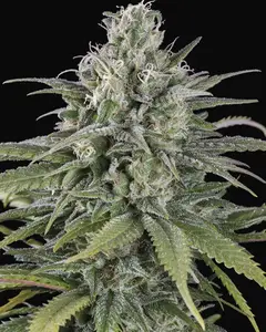 UK Cheese Auto