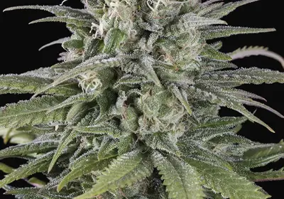 UK Cheese Auto