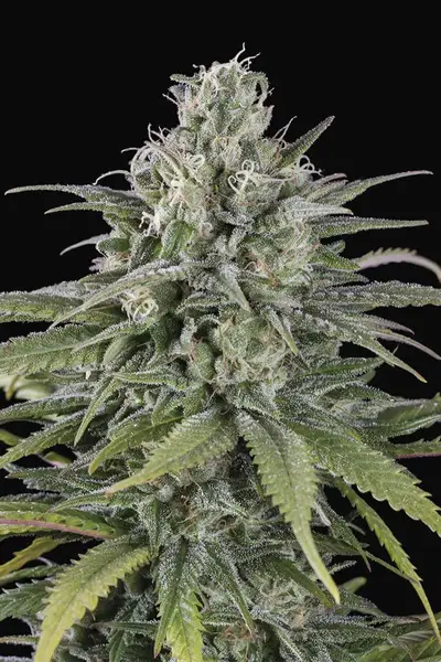 UK Cheese Auto