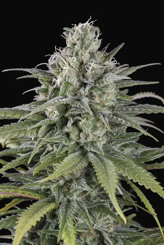UK Cheese Auto
