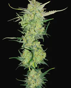 Ultra Lemon Haze