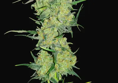 Ultra Lemon Haze