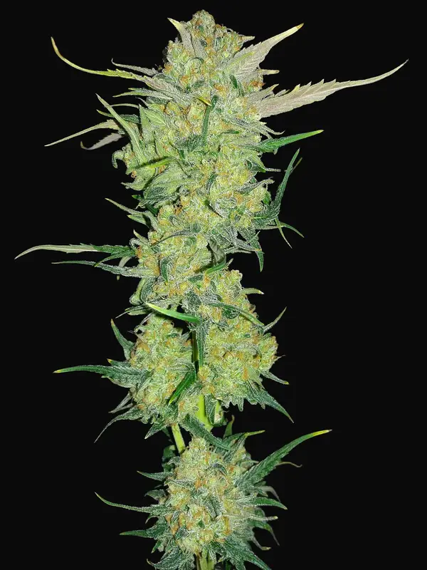 Ultra Lemon Haze