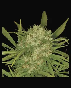 Ultra Skunk