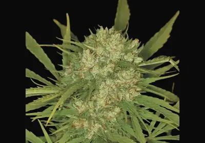 Ultra Skunk