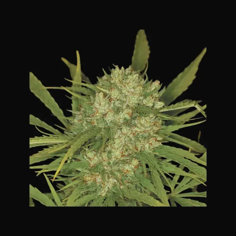 Ultra Skunk