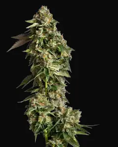 Ultra Violet GMO