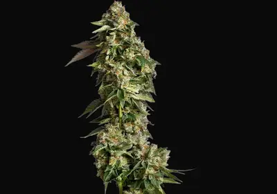 Ultra Violet GMO