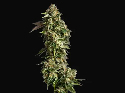 Ultra Violet GMO
