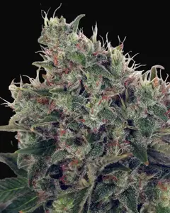 Ultra White Amnesia