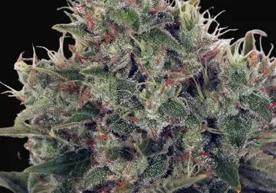 Ultra White Amnesia